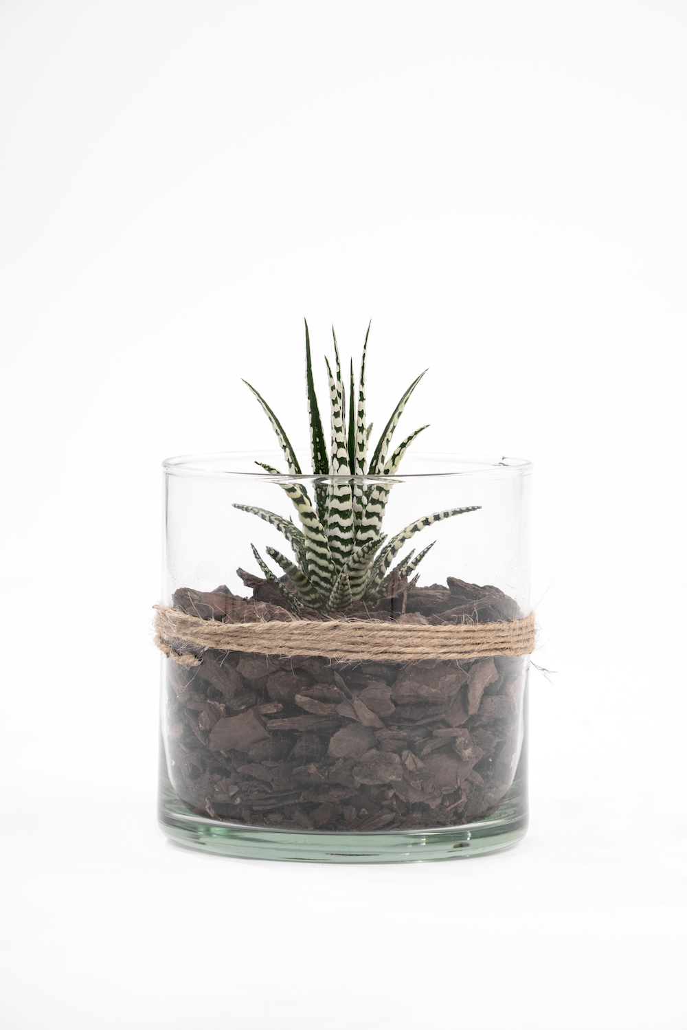 Pianta grassa in vaso vetro - Acquista online su Decoflowers Andria